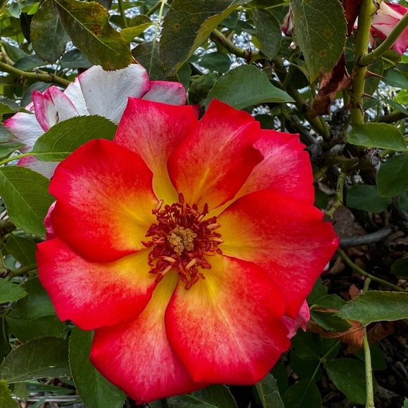 Meet your Posher, Wendy - Picture 3 of 8